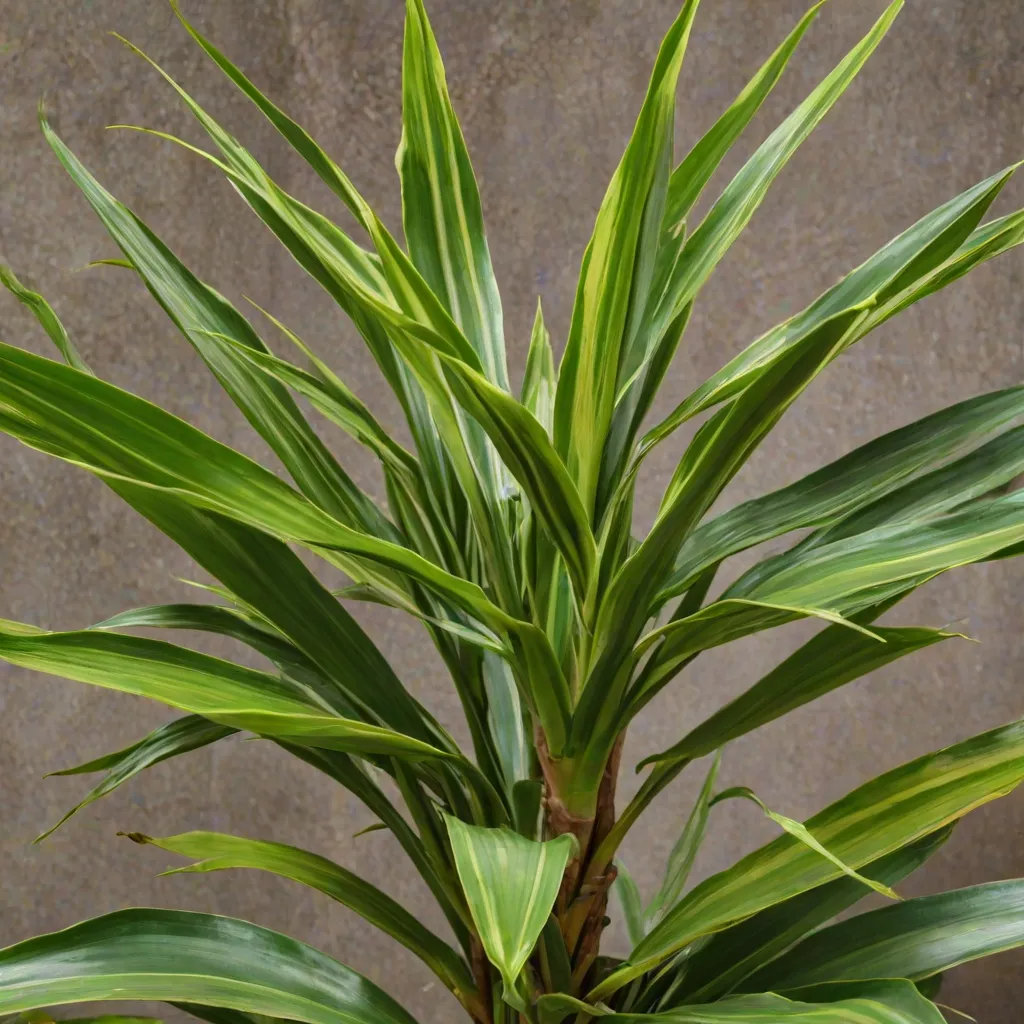 Jak odmłodzić dracenę? Porady pielęgnacyjne