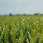 Jesienne zagrożenia dla rzepaku ozimego
