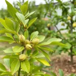 Jak uprawiać drzewo pistacjowe w Polsce? Praktyczne porady