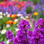Werbena patagońska kompozycje: 10 inspiracji do twojego ogrodu